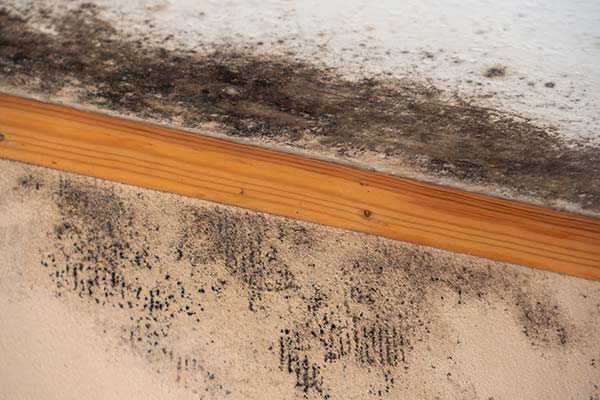 Mold Remediation Services